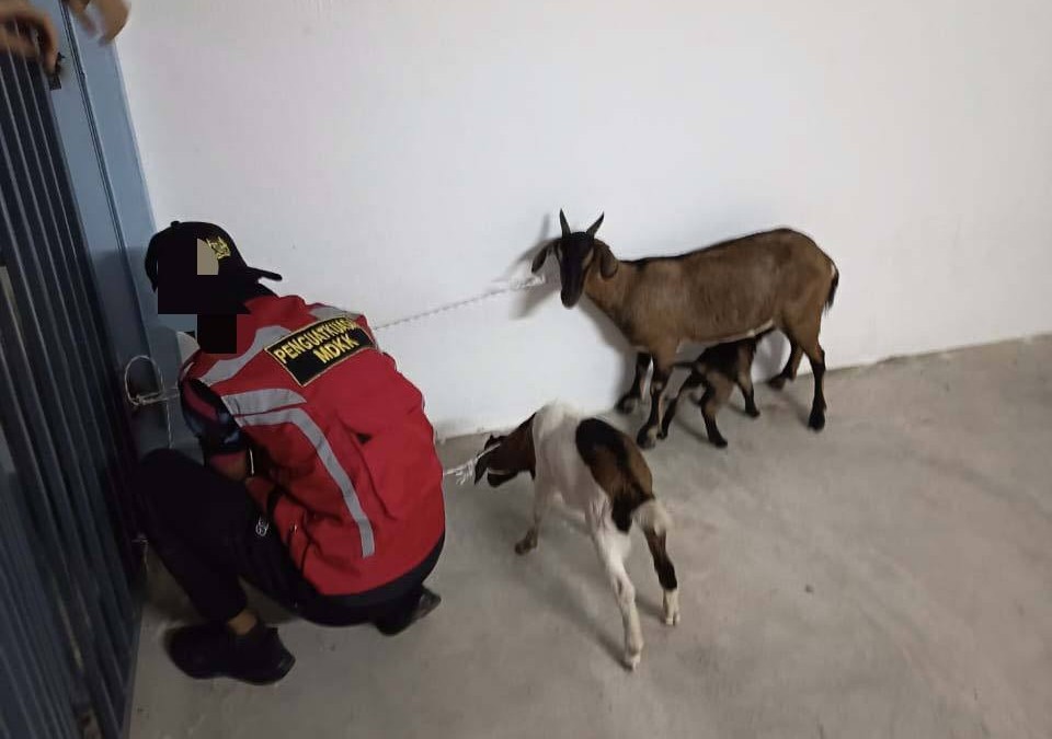 30 November 2025 𝗢𝗣𝗘𝗥𝗔𝗦𝗜 𝗠𝗘𝗠𝗕𝗔𝗡𝗧𝗘𝗥𝗔𝗦  𝗛𝗔𝗜𝗪𝗔𝗡 𝗠𝗘𝗥𝗔𝗬𝗔𝗨 𝗗𝗜 𝗞𝗔𝗪𝗔𝗦𝗔𝗡 𝗣𝗘𝗡𝗧𝗔𝗗𝗕𝗜𝗥𝗔𝗡 𝗠𝗗𝗞𝗞